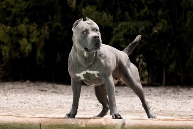 A file shot of an XL Bully type dog