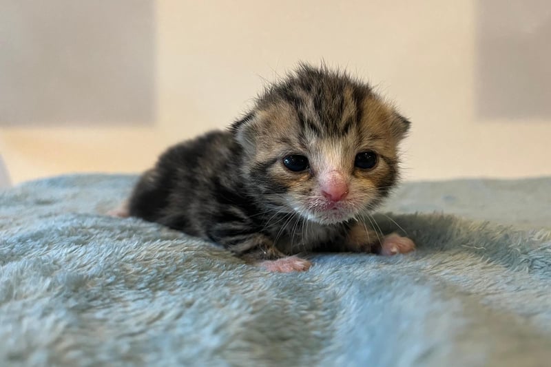 This tiny little bundle of fur was just moments away from meeting a very grisly end