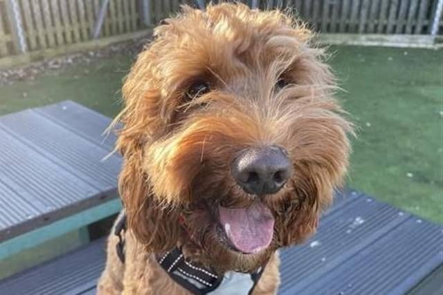 Could you provide these dogs in care the home they deserve?