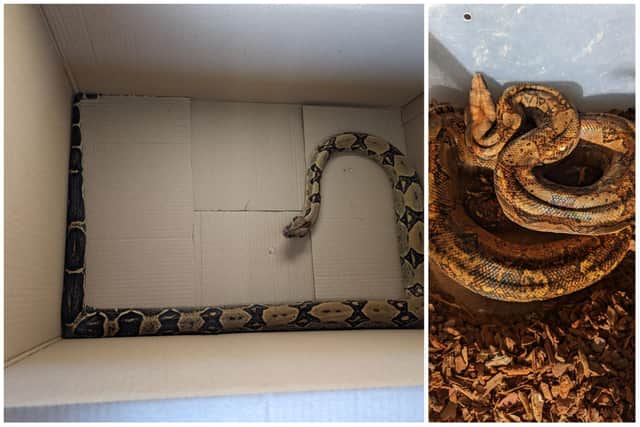 The two snakes were found dumped in Peterborough on December 9