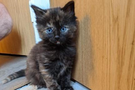 Tila's kitten Pecan