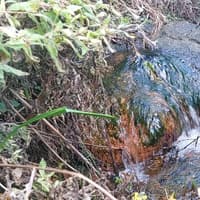 The hidden Peterborough natural water spring described as 'absolutely pure' by Victorians