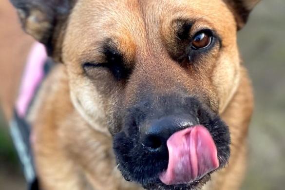 Ari is a five-year-old Crossbreed. She was admitted November 2021.