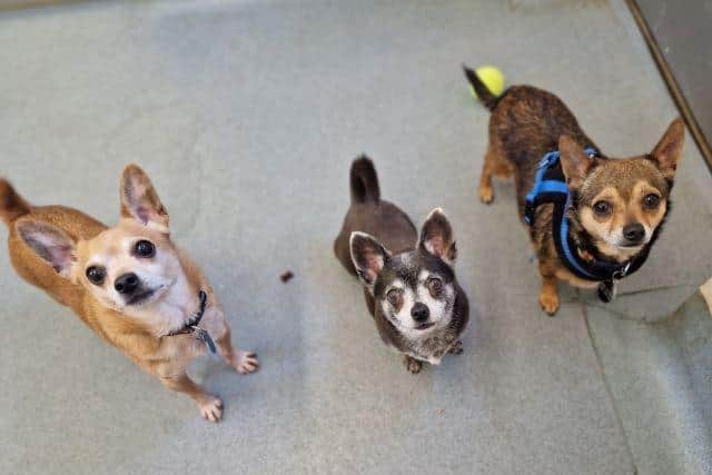 Chihuahuas Chico, Mitch, and Daisy, were rescued from a caravan by the RSPCA alongside a number of other Chihuahuas.