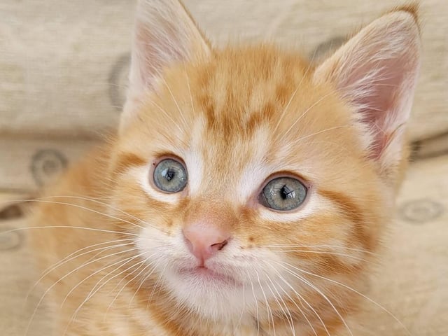 Minnow