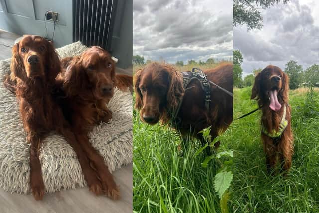 Irish setters Hugo and Rupert.