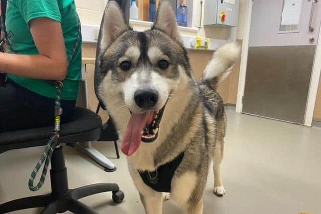 Could you provide these dogs in care - including Voli the husky - the home they deserve?