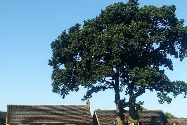 The oak tree in question