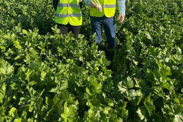 Bethany Auger, Tesco Local Buying Manager, and Adrian Roche, Tesco Technical Manager, amongst the heritage crop.