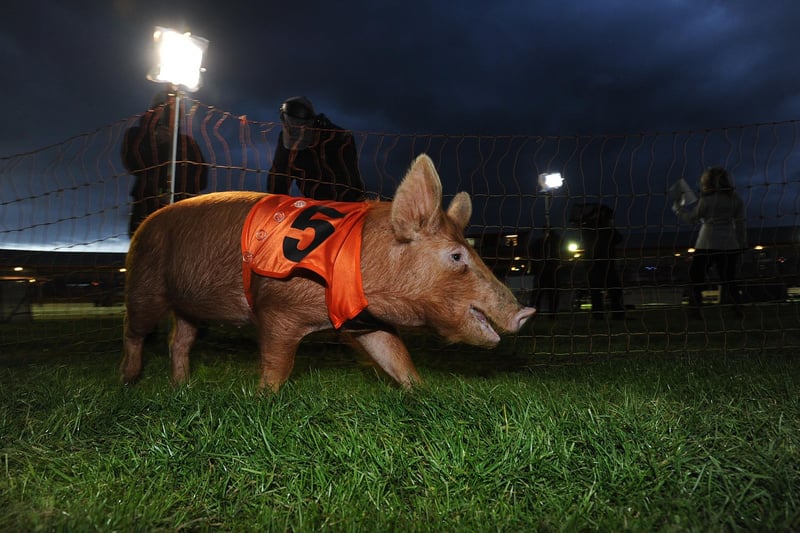 Televised Pig racing over hurdles at Peterborough Greyhound Stadium saw number 5 finish a clear winner in 2012.