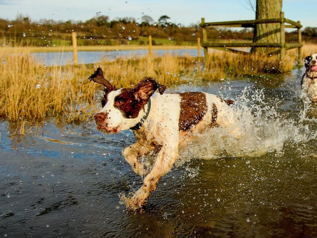 There are plenty of amazing action shots in the book