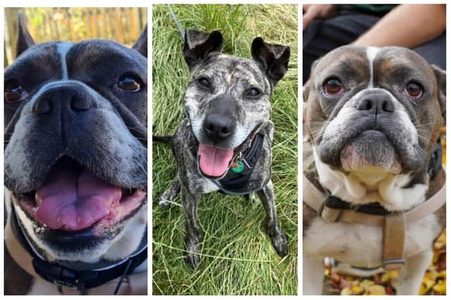 TV series produces heart-warming rehoming stories - but more dogs still looking for forever homes