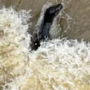A seal spotted swimming in the rising waters at Orton Mere in Peterborough
