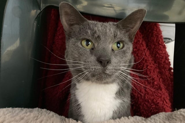 Storm is a domestic short hair cat. She is eight years old and was admitted in March 2022.