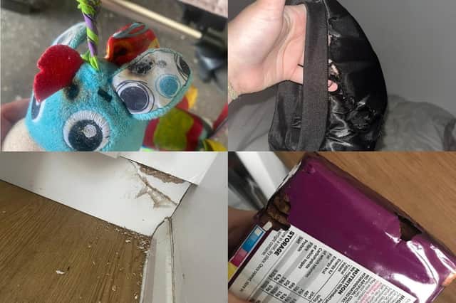 Items chewed by rats.
