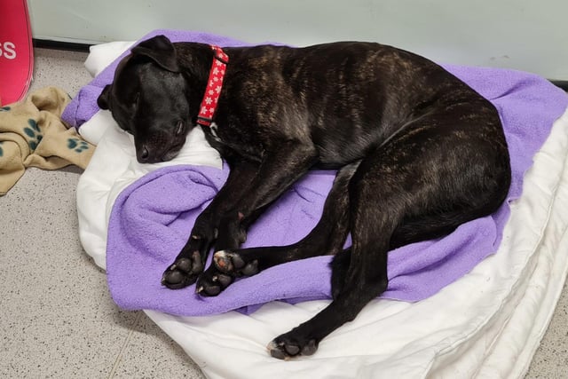 Astrid is a one-year-old Labrador cross. She was admitted in February 2022.