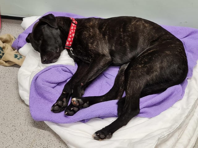 Astrid is a one-year-old Labrador cross. She was admitted in February 2022.
