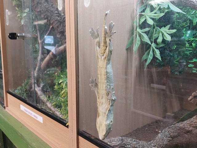 Upside-down Tikki, the New Caledonian Day Gecko, had just shed (most of) his skin
