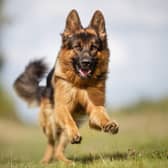 A stock image of a German Shepherd dog, similar to the one in the court case