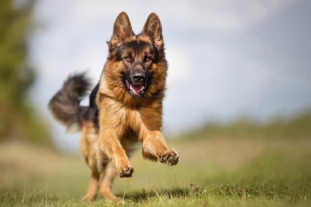 A stock image of a German Shepherd dog, similar to the one in the court case