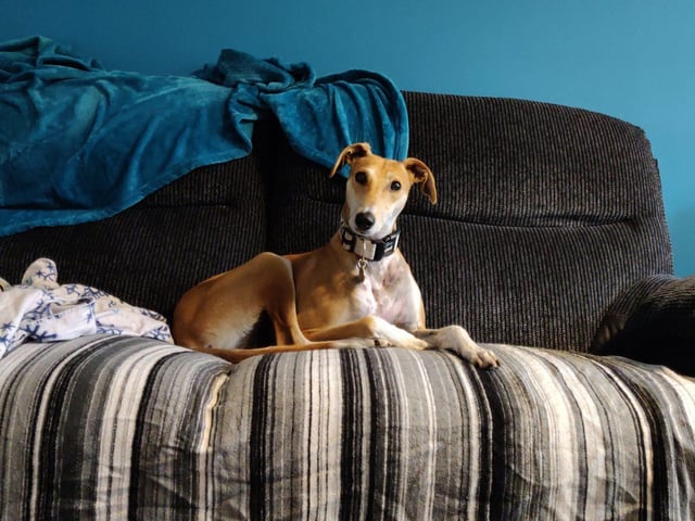 Buddy is a two-year-old male lurcher, admitted to Woodgreen in February 2022.