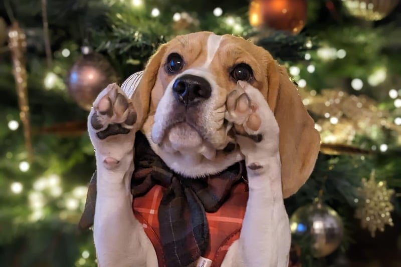 It's a paws up for Blossom the beagle who is feeling excited for Santa paws.