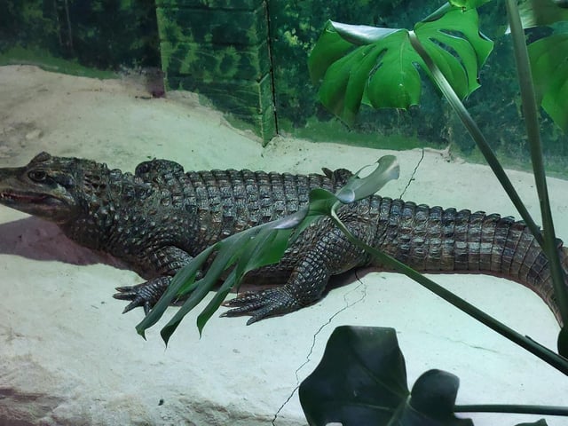 Dave the Caiman