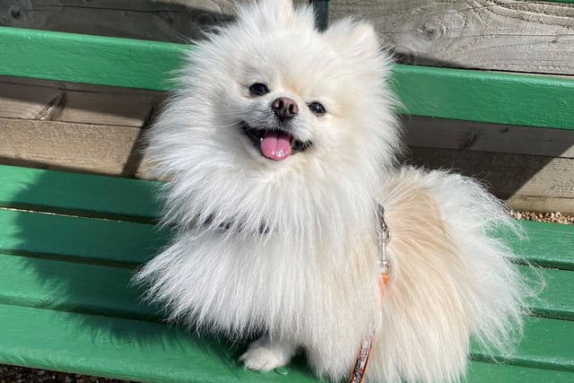 Fuji is a two-year-old Pomeranian. He was admitted in February 2022.