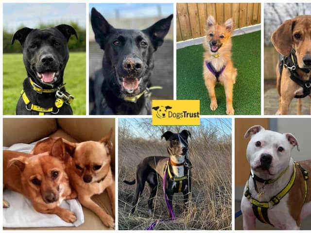 This month's magnificent 7 from Dogs Trust Loughborough