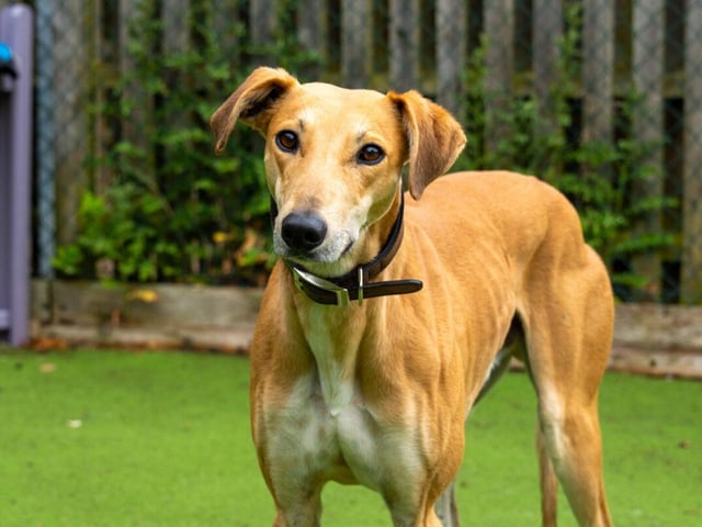 Dwayne (The Rock) is a large, three-year-old male lurcher.