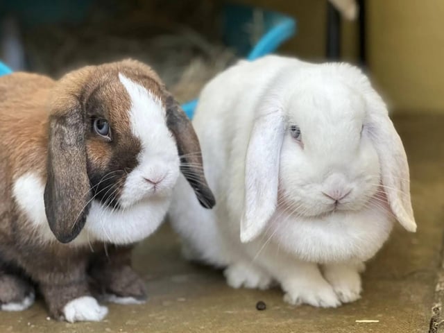Both just over a year old, Coco and Hazel are female mini lop rabbits who have been neutered. They are bonded and must be re-homed together.