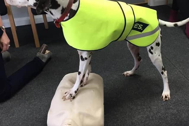 One of LIVES responder dogs, Hugo in CPR training