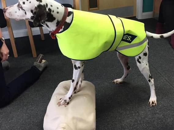 One of LIVES responder dogs, Hugo in CPR training