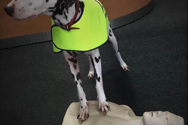 One of LIVES responder dogs, Hugo in CPR training
