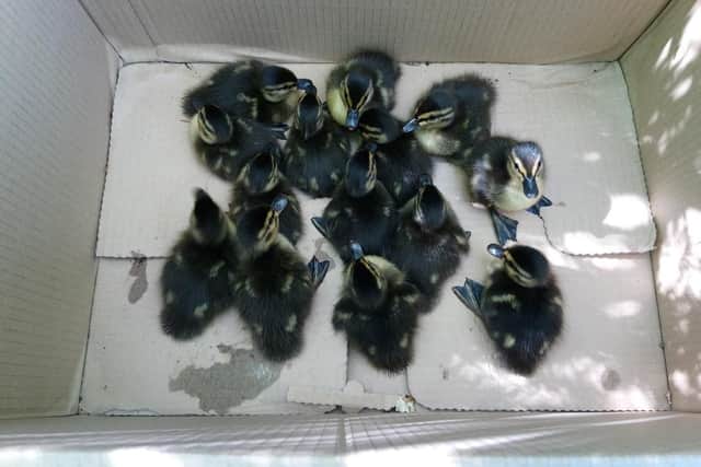 The ducklings safe and sound after being rescued. Photo: RSPCA