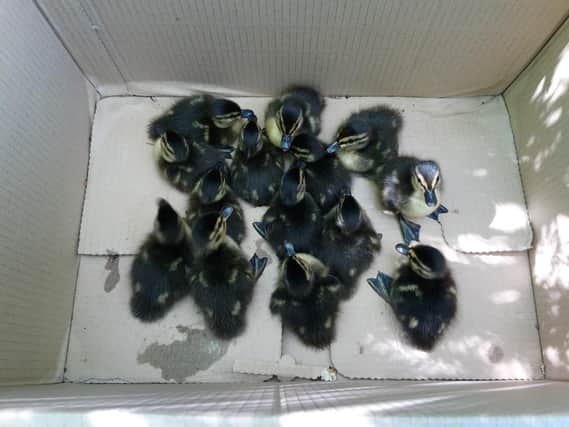 The ducklings safe and sound after being rescued. Photo: RSPCA