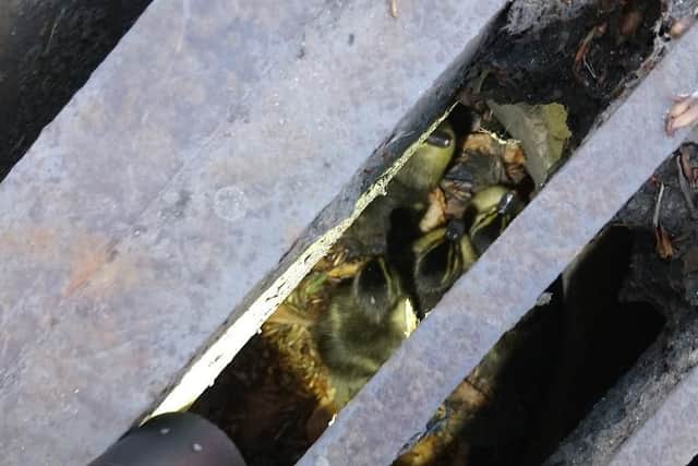 The ducklings as RSPCA inspectors found them, trapped in a drain. Photo: RSPCA