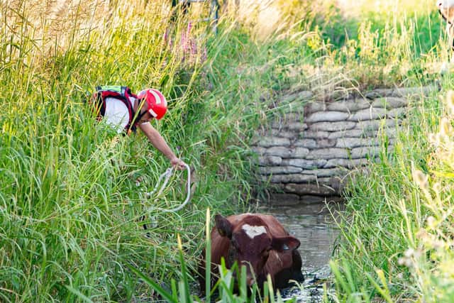 Fire crews come to the rescue of cow stuck in Peterborough ditch after ...