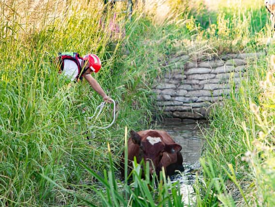 The scene of the cow rescue in Stanground, Peterborough on Monday night. Photo: Terry Harris