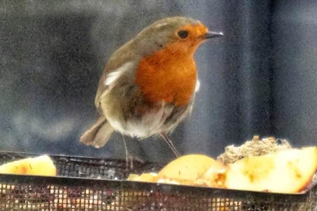 Toby Wood sent us this cheeky Robin