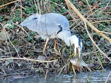 Simon Woolridge sent us this photo of a Heron fishing at Ferry Meadows