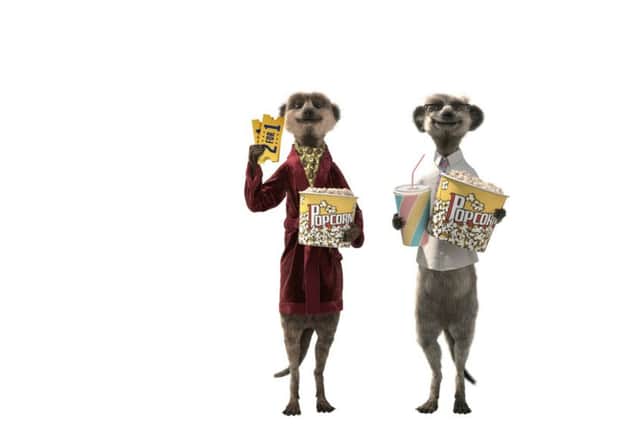 Meerkats