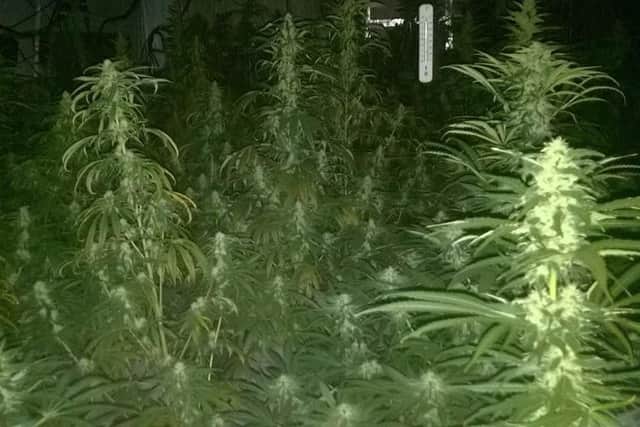 The cannabis factory in Ramsey