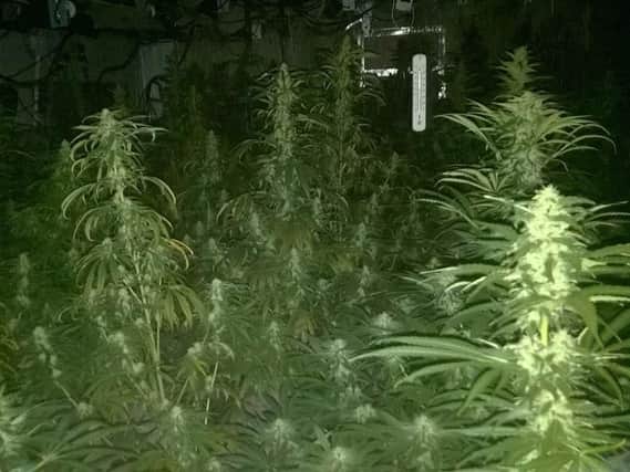 The cannabis factory in Ramsey