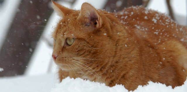 Tips on keeping cats safe in winter