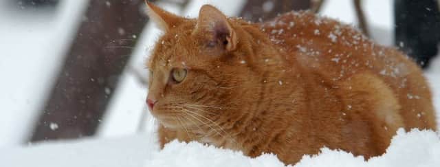 Tips on keeping cats safe in winter