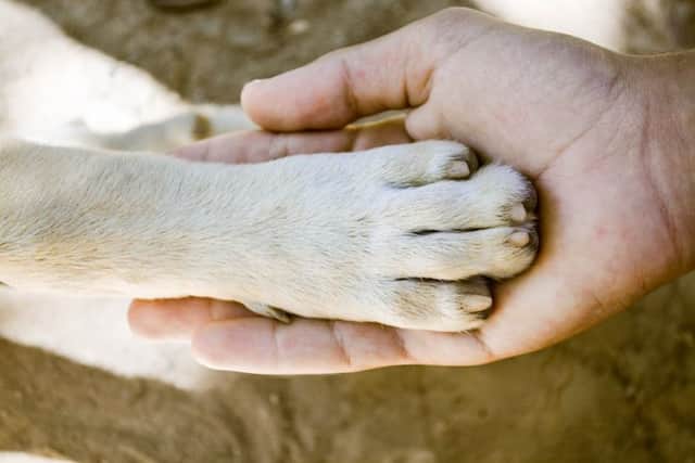 Poorly dog paw