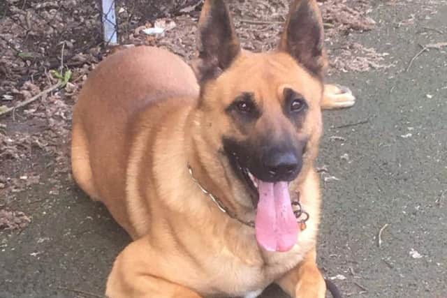 PD Diesel tracked the suspect and an arrest was made