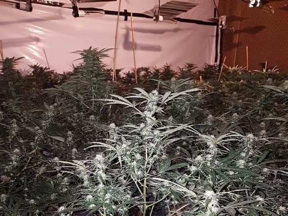 The cannabis farm found in Eastfield Road, Peterborough.