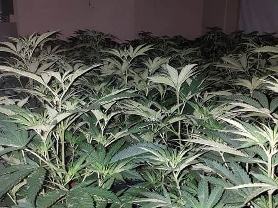 The cannabis farm made by police in Park Road, Peterborough